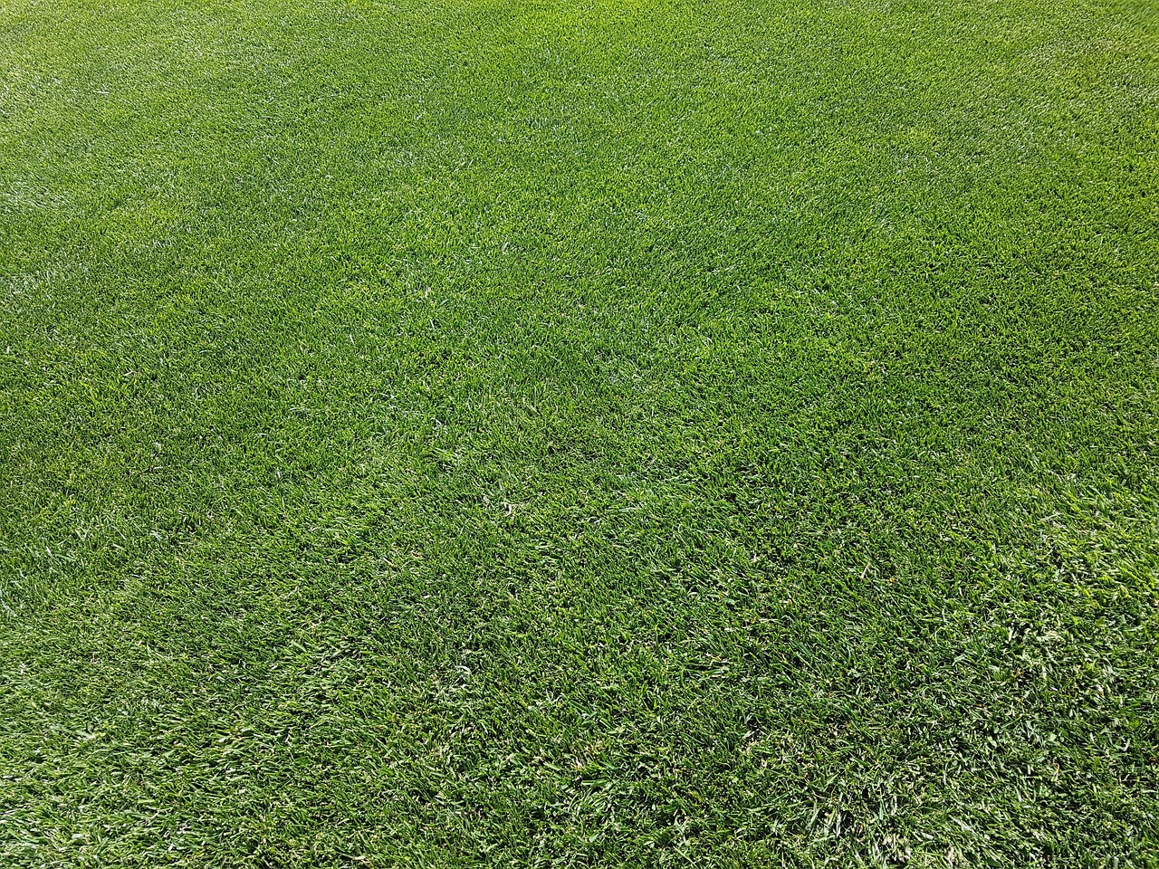 A finished, manicured green lawn at a home in San Diego, CA
